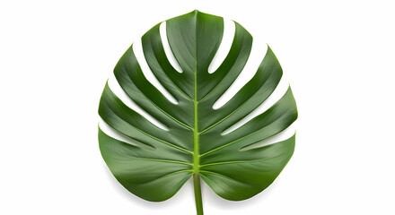 Trendy monstera leaf bringing a natural modern vibe to designs and projects, perfect for summer themes, tropical vibes, and minimalist elegance