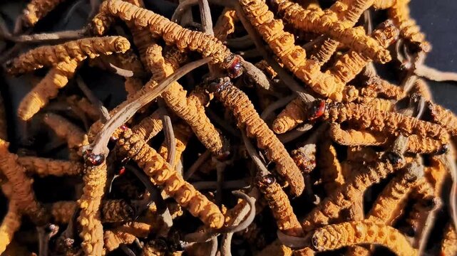 Close up of Yarsagumba or Cordyceps sinensis (Ophiocordyceps sinensis) or CHONG CAO, DONG CHONG XIA CAO. Traditional tibetian medicine. Most expensive mushroom in the world. 