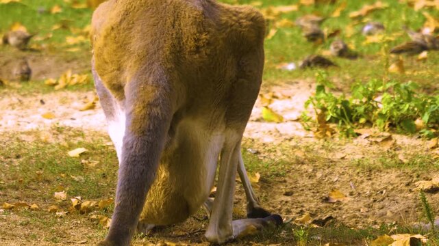 Close up of Kangaroo  mother with a baby joe in her pouch on a meadow ona sunny day searching for food