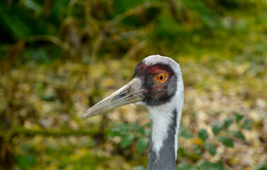 Obraz premium Grue du Japon