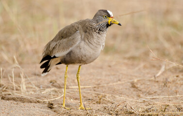 Vanneau du Sénégal