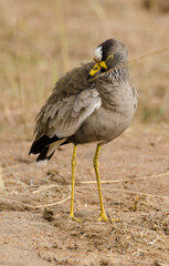 Vanneau du Sénégal