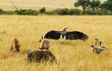 Vautour oricou, Hyène tachetée