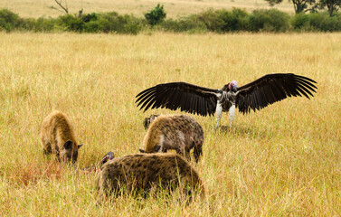 Vautour oricou, Hyène tachetée
