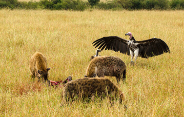 Vautour oricou, Hyène tachetée