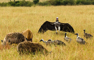 Vautour oricou, Hyène tachetée