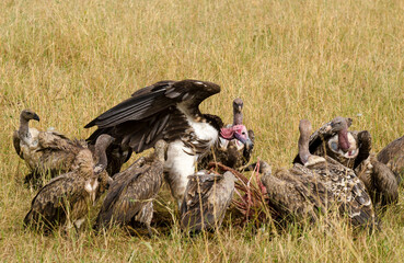 Vautour oricou, vautour africain, Vautour de Rüppell