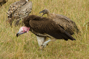 Vautour oricou, vautour africain