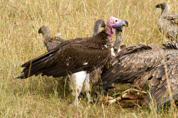 Vautour oricou, vautour africain, Vautour de Rüppell