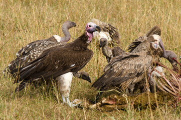 Vautour oricou, vautour africain, Vautour de Rüppell