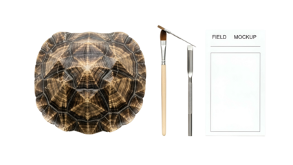 Top View Of A Turtle Shell With Paintbrushes And Palette On A White Background