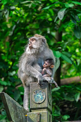 Ubud Indonesia – View of a mother monkey nursing her baby while holding it close atop a wooden post.