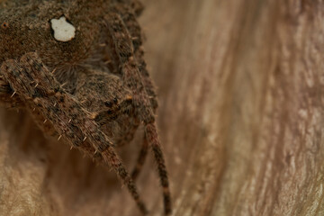 Macro view of spider on brown foliage