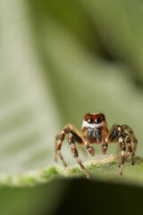 Macro portrait of vibrant masked spider