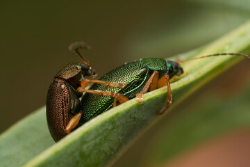 Two mating insects resting on green leaf