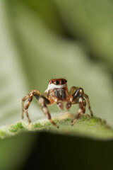 Jumping spider with red mask on leaf