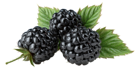 Three dark blackberries clustered together, with vibrant green leaves