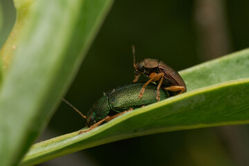 Two mating insects resting on green leaf