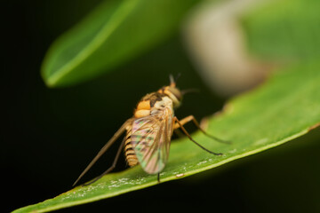 Golden yellow fly resting on green leaf