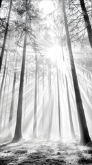 Naklejka premium Sunlight streams through the trees in a misty forest, creating dramatic light rays and a serene atmosphere.