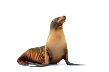 Curious Sea Lion Looking Upward, Isolated on White Background