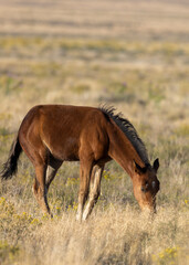 Wild Horse Foal in Autumn in the Utah Desert