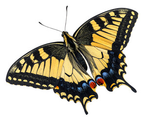  Isolated Realistic Insect Illustration, Transparent Background.jpg