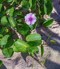 Purple Morning Glory Flower with Green Leaves Growing in White Sand.