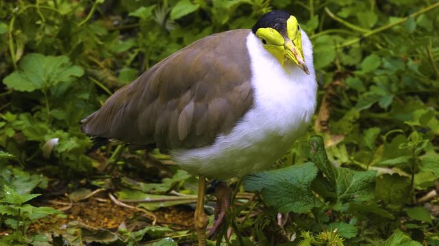 Close up of a a masked lapwing bird standing around and watching on a cloudy spring day