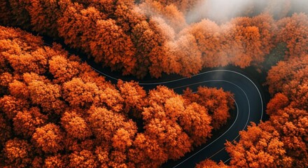 Winding Road Through Autumn Forest Landscape Scenic Aerial View of Vibrant Orange Trees