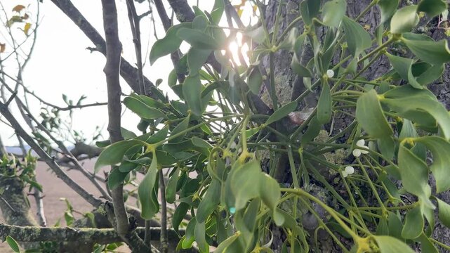 mistle toes growing on tree
