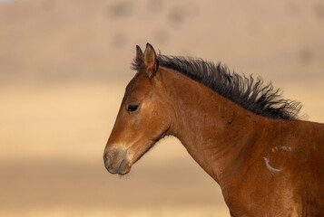 Obraz premium Wild Horse Foal in Autumn in the Utah Desert