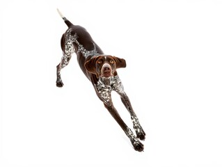 Energetic Pointer Dog Mid-Air Jump - Dynamic Action Shot