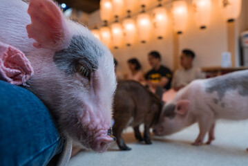 Several micro pigs roam a Tokyo animal cafe as a piglet naps on a patron's lap. Visitors sit on a bench, watch, and interact under warm lantern like lights.