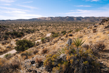 Joshua Tree, California 