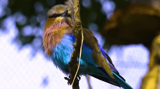 Close up of a Lillac-Breasted Roller, african bird sitting on a branch and looking around