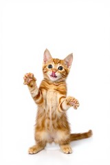 Playful Orange Tabby Kitten Standing on Hind Legs