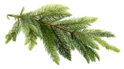 Fir leaves detailed with fine textures realistic pine foliage isolated on white background