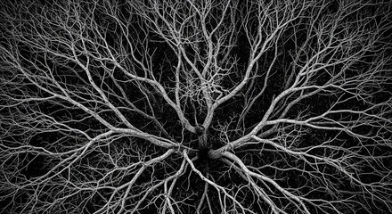 A dramatic top-down view of a bare tree's intricate branches spreading out symmetrically, creating a high-contrast abstract natural pattern in black and white against a dark background