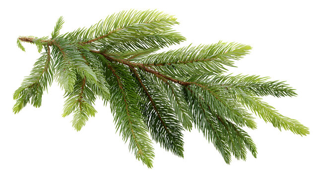 Fir leaves detailed with fine textures realistic pine foliage isolated on white background