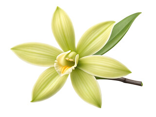 Vanilla flower with green leaf isolated on transparent background, close up view