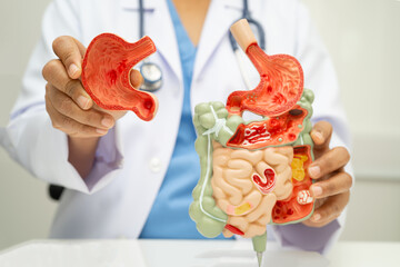Digestive system with stomach and intestine, Asian doctor holding human anatomy model for study diagnosis and treatment in hospital.
