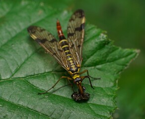 Scorpionfly feeding