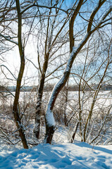 Winter trees near the frozen river, winter forest landscape in sunny weather