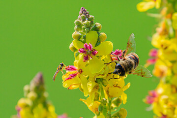 Fliege auf Königskerze