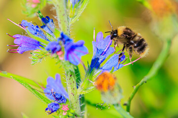 Hummel im Flug