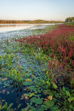 Lake Pleasant Moon Mammoths, in Erie PA