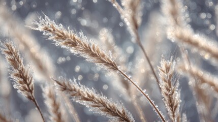 Close-up frosty wheat stems sparkling with ice crystals in soft winter light