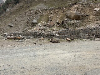 eagles on road