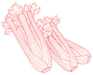 A line drawing of a bunch of celery with leaves, bundle, celery, draw, drawing, food, illustration, onion, parsley, sketch, stem, vegetable, against transparent background